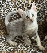 サバンナキャット【愛知県・女の子・2025年8月19日・シルバースポッテッドタビー】の写真2