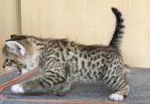 サバンナキャット【愛知県・男の子・2025年5月4日・ブラウンスポッテッドタビー】の写真6