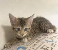 サバンナキャット【愛知県・男の子・2025年5月4日・ブラウンスポッテッドタビー】の写真9