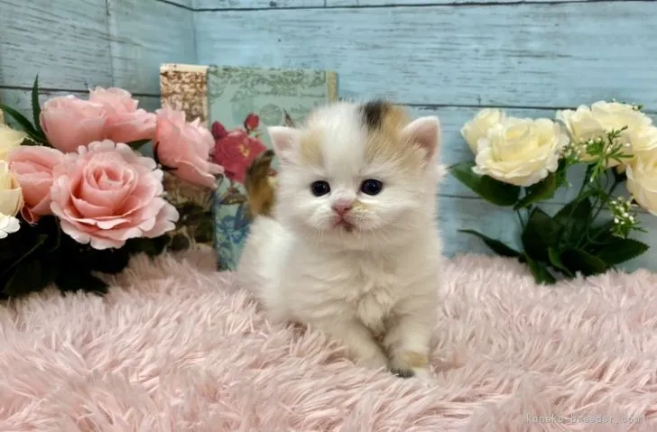 ID：2203-00363の子猫