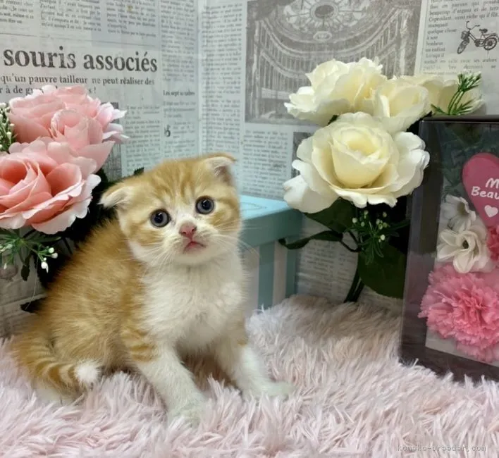 ID:2108-00757の子猫