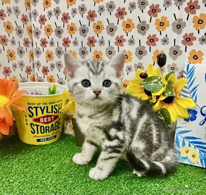 ID:2111-02303の子猫