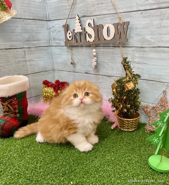 ID：2112-01546の子猫