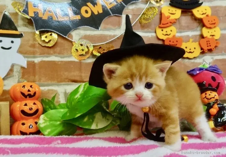 ID：1810-01152の子猫