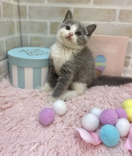 ID:2010-00003の子猫