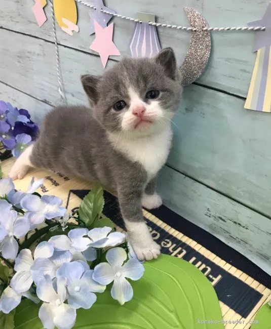ID：1907-00927の子猫