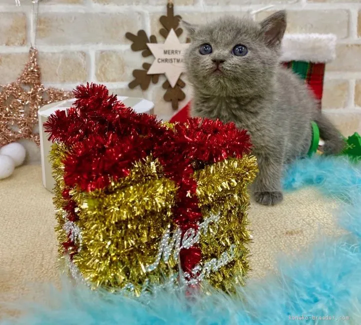 ID：1912-00979の子猫