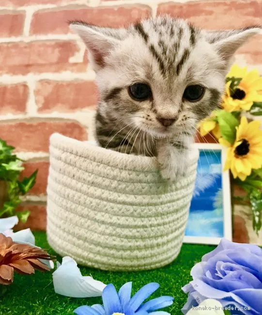 ID:1906-00344の子猫