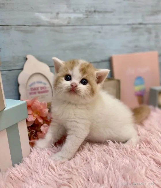 ID:2007-01477の子猫