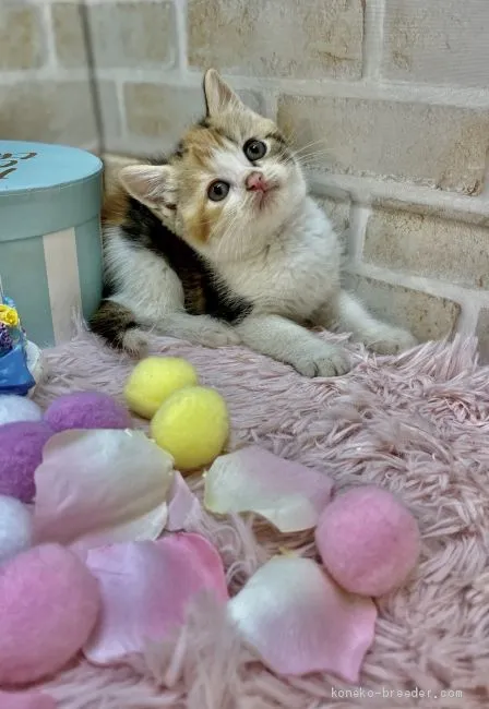 ID：2010-00006の子猫