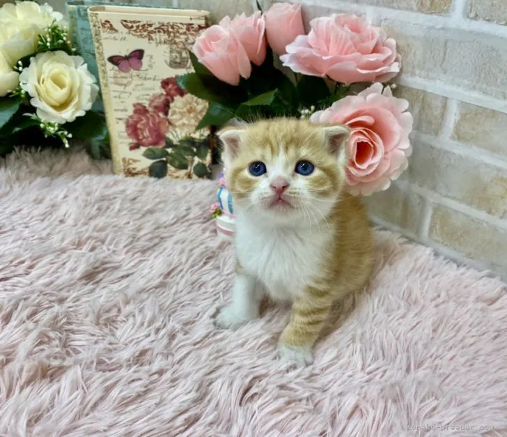 ID：2110-00108の子猫