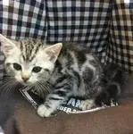 ID:1608-00364の子猫