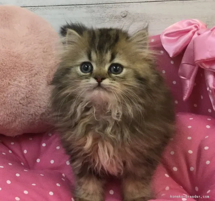 ID:1805-01463の子猫