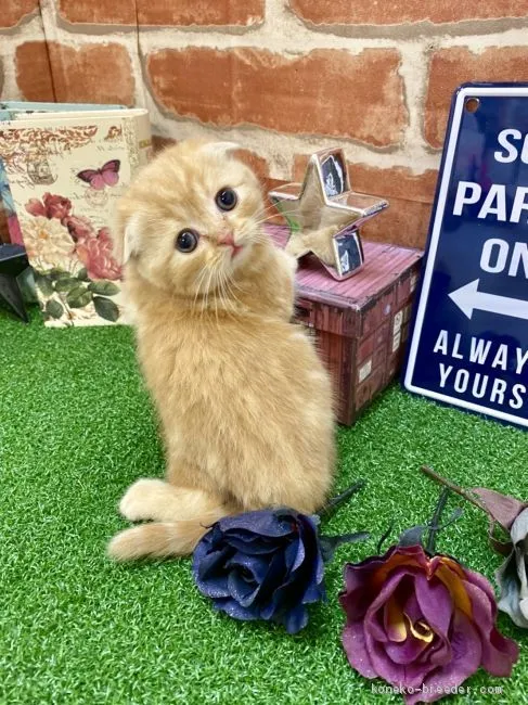 ID:2102-00447の子猫