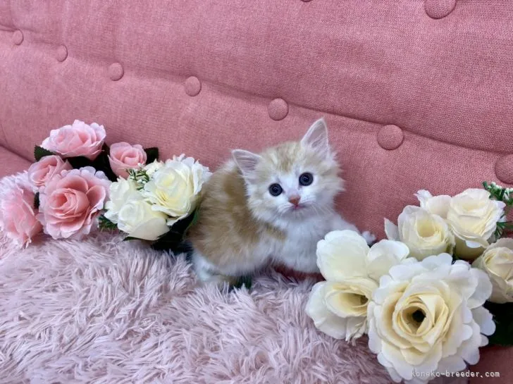 ID:2203-01055の子猫