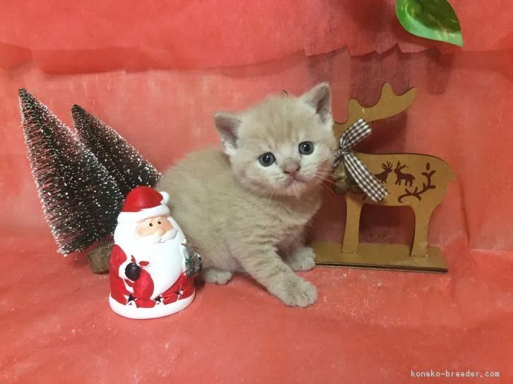 ID:1611-00122の子猫