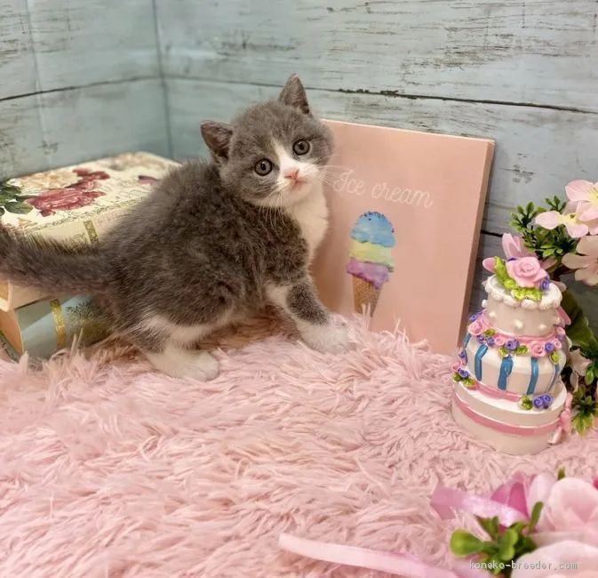 ID:2010-00064の子猫
