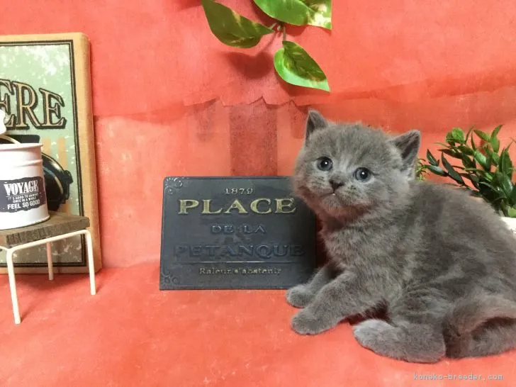 ID:1702-00114の子猫