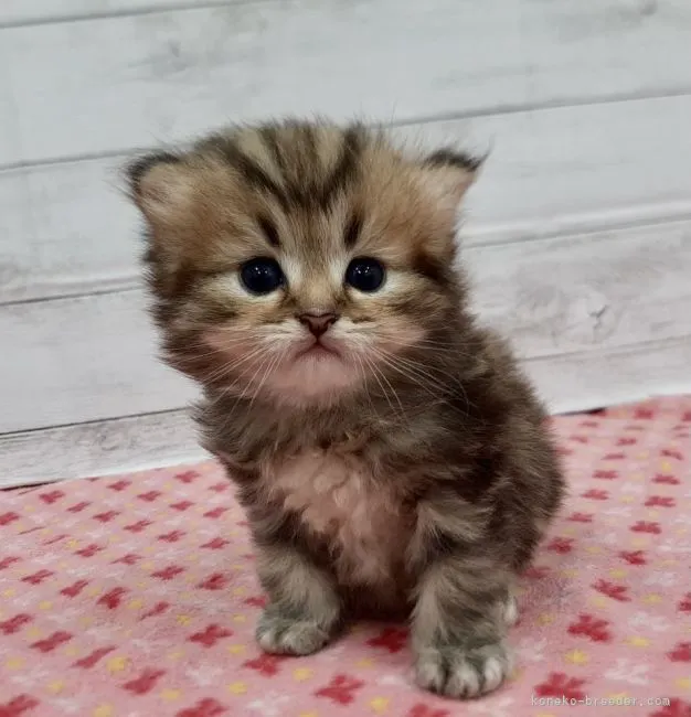 ID:2106-02269の子猫