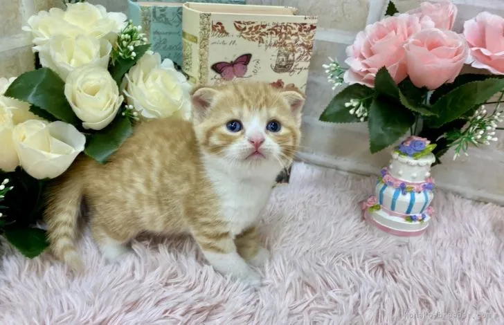 ID：2110-00110の子猫