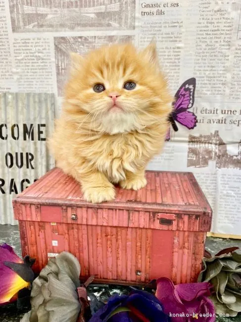 ID：2002-00060の子猫