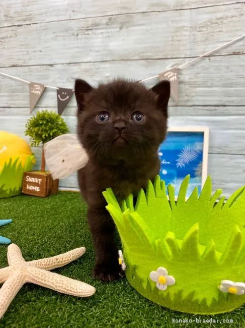 ID:2002-00530の子猫