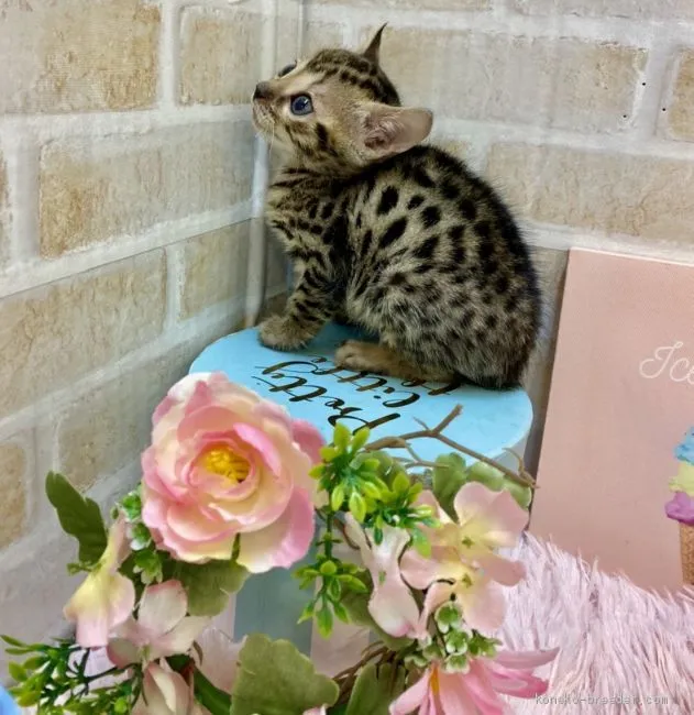 ID：2101-01599の子猫