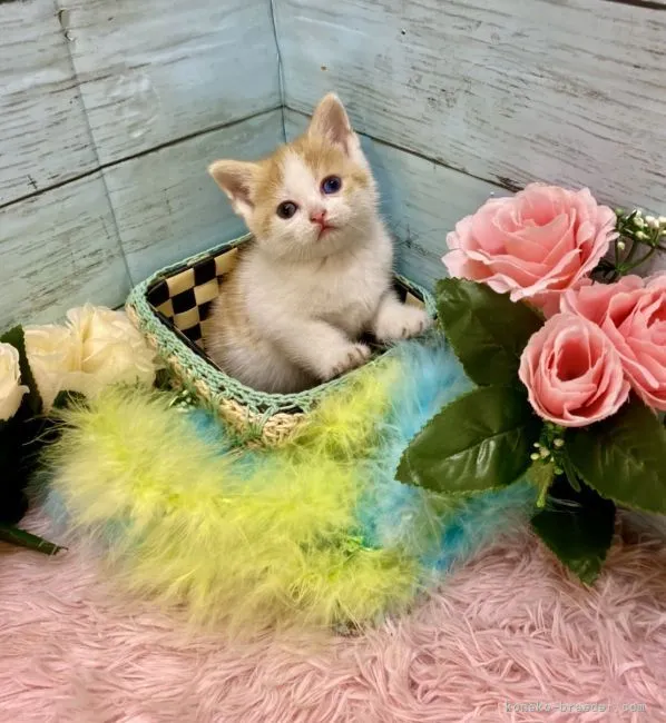 ID：2107-01140の子猫