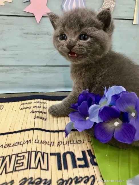 ID:1907-00928の子猫
