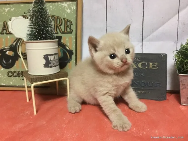 ID:1709-00490の子猫