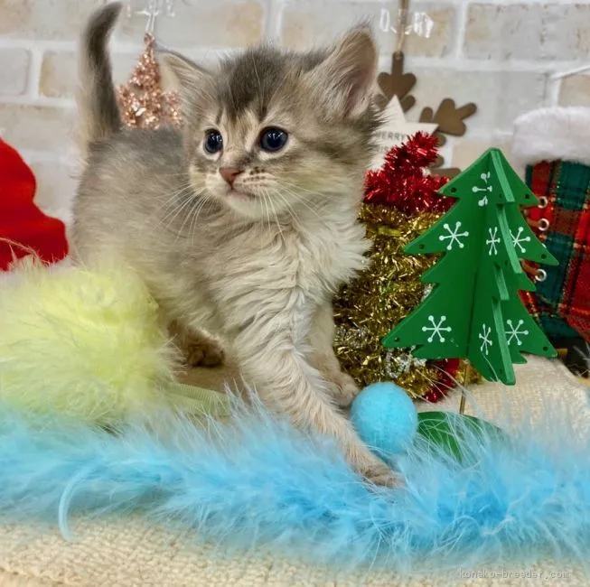 ID：1912-01230の子猫