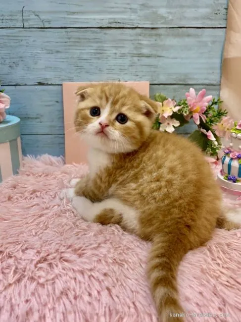 ID：2012-01880の子猫