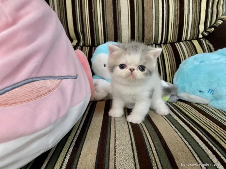 ID:2109-02398の子猫