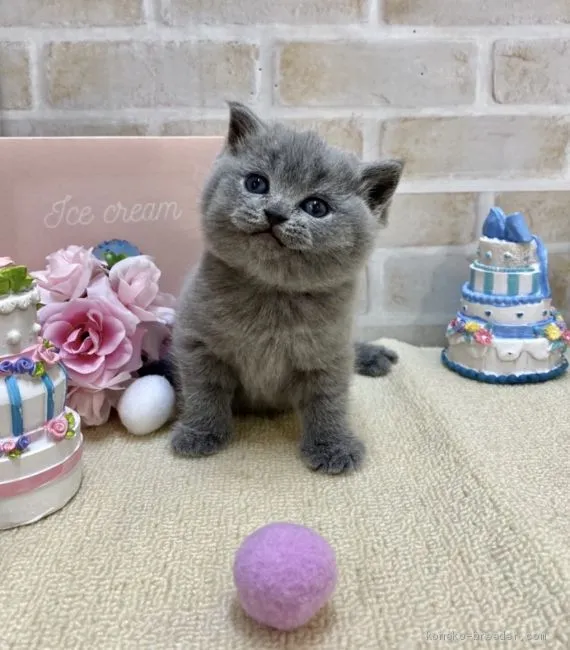 ID:2103-00959の子猫