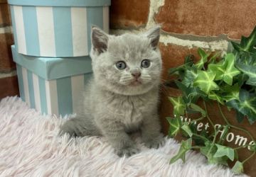 ブリティッシュショートヘア【兵庫県・女の子・2021年9月22日・ライラック（ショートヘアー　　）】の写真「パパはACC👑グランド👑チャンピオンです👑」