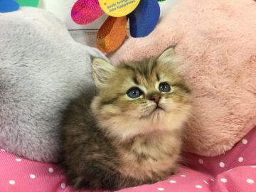 ペルシャ(チンチラ)【兵庫県・女の子・2018年6月5日・チンチラゴールデン（ロングヘアー）】の写真「かなり優しい顔立ちです❤️」