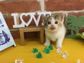 スコティッシュフォールド(立ち耳)【兵庫県・女の子・2018年5月27日・キャリコ（ショートヘアー）】の写真「おすまし顔の美人さん💕」