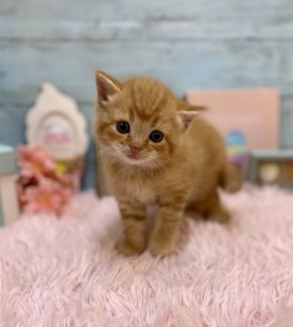 スコティッシュフォールド(折れ耳)【兵庫県・男の子・2020年6月22日・レッドタビー&ホワイト（ショートヘアー　）】の写真「ママ：チャンピオン👑パパ：ダブルチャンピオン👑」