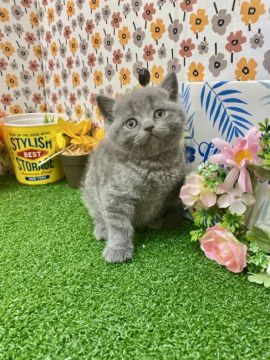 ブリティッシュショートヘア【兵庫県・男の子・2021年10月18日・ブルー（ショートヘアー）】の写真「パパは👑ACCチャンピオンです👑」