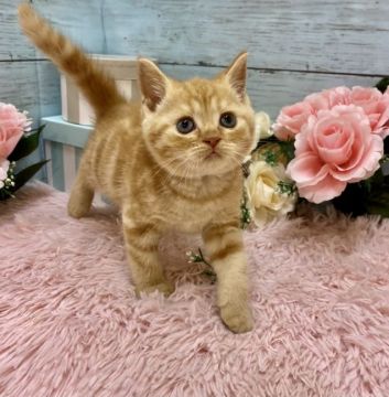 スコティッシュフォールド(立ち耳)【兵庫県・男の子・2021年5月8日・レッドタビー（ショートヘアー）】の写真「👑パパはACCチャンピオンです👑」