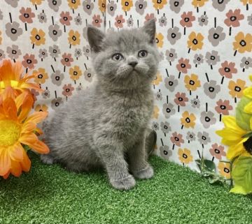 ブリティッシュショートヘア【兵庫県・男の子・2021年10月18日・ブルー（ショートヘアー）】の写真「パパは👑ACCチャンピオンです👑🐈」