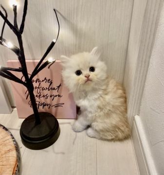 ミヌエット【兵庫県・男の子・2021年9月12日・レッドタビー&ホワイト（ロングヘアー）】の写真「パパは👑ACCチャンピオンです👑」