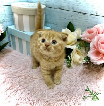 スコティッシュフォールド(折れ耳)【兵庫県・男の子・2021年5月8日・レッドタビー（ショートへアー）】の写真「👑パパはACCチャンピオン👑」