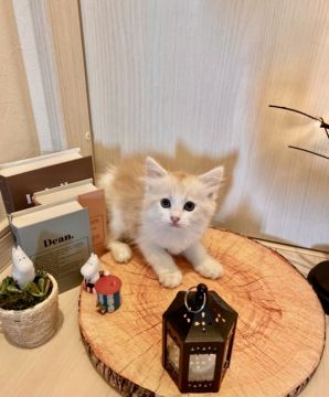 ラガマフィン【兵庫県・女の子・2021年5月10日・クリームタビー&ホワイト（ロングへアー　）】の写真「ラガマフィンはとっても性格が穏やかで飼いやすい💛😻」