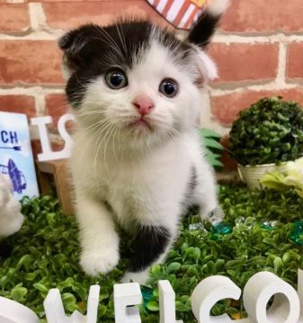 スコティッシュフォールド(折れ耳)【兵庫県・男の子・2018年6月30日・ホワイト&ブラック（ロングヘアー）】の写真「まん丸お顔の珍しいカラーです💕」