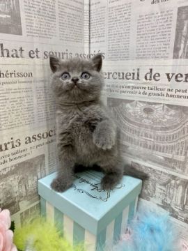 ブリティッシュショートヘア【兵庫県・男の子・2021年10月21日・ブルー（ショートヘアー）】の写真「モケモけでとっても可愛いお顔です❤️」