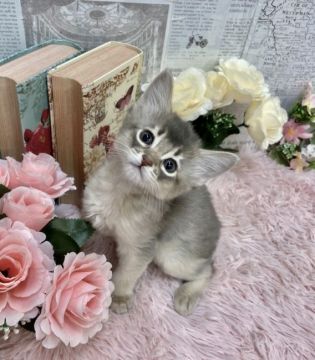 ソマリ【兵庫県・男の子・2021年12月18日・ブルー（ロングヘアー）】の写真「パパは👑ACCダブルチャンピオンです👑🐈✨」