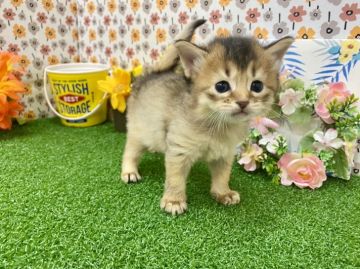 ソマリ【兵庫県・女の子・2021年10月28日・ルディ（ロングヘアー）】の写真「パパは👑ACCチャンピオンです👑🐈」