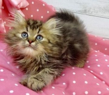 ペルシャ(チンチラ)【兵庫県・男の子・2018年6月5日・チンチラゴールデン（ロングヘアー）】の写真「パパはブルーチンチラゴールデンです🌟」