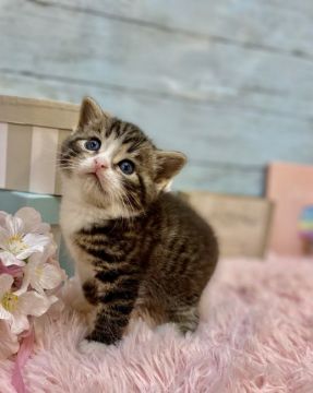 スコティッシュフォールド(立ち耳)【兵庫県・男の子・2020年6月22日・ブラウンタビー&ホワイト（ショートヘアー　）】の写真「ママ：チャンピオン👑パパ：ダブルチャンピオン👑」